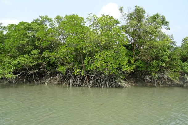 \"mangroves-1225627_960_720\"